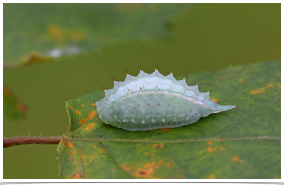 Packardia geminata
Jeweled Tailed Slug
Bibb County, Alabama Packardia geminata
Jeweled Tailed Slug
Bibb County, Alabama